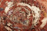 Rainbow Colored Polished Petrified Wood Round - Arizona #297305-1